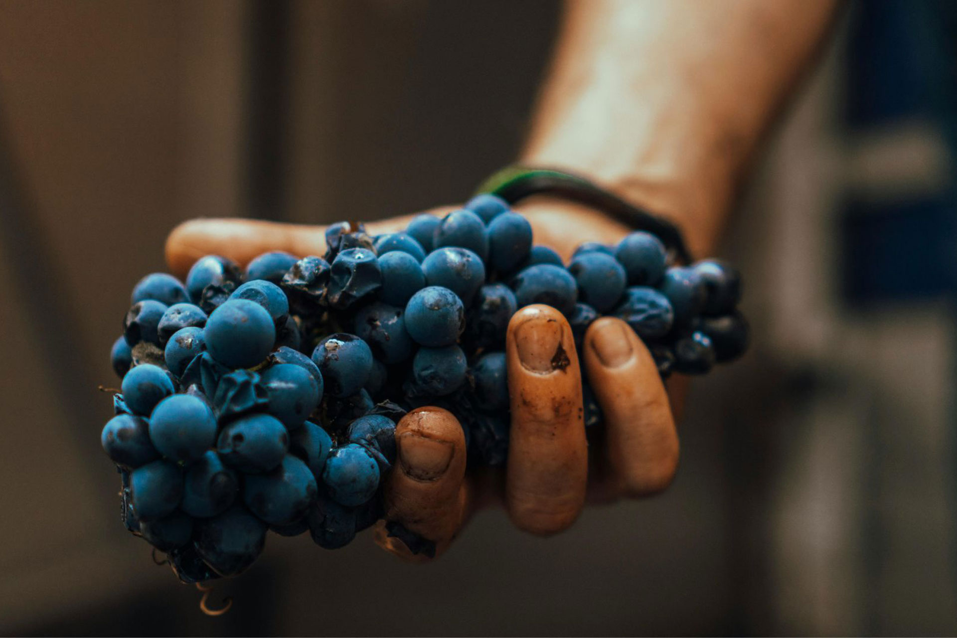 Immagine-anteprima-vigneti